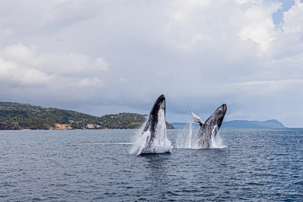 Humpback Whales of Samaná