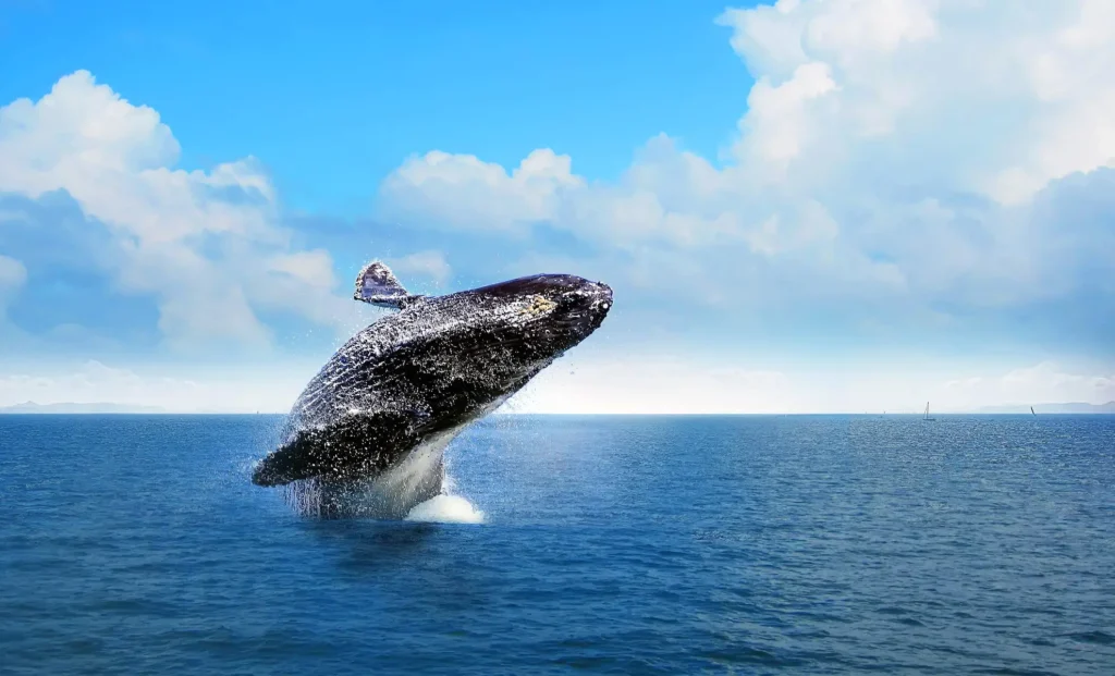 Humpback Whales of Samaná